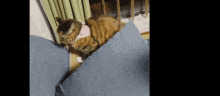 Cat Falling GIF - Cat Falling Shocked GIFs