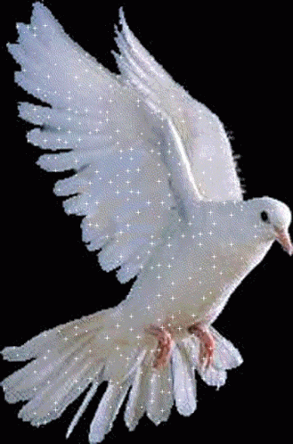 flying dove animated gif