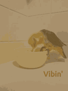 Caique Bird GIF - Caique Bird Vibing GIFs