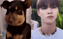 Changmin Dog GIF - Changmin Dog Reaction GIFs