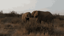 Elephants Imt Elephants Safari GIF - Elephants Imt Elephants Safari South Africa GIFs