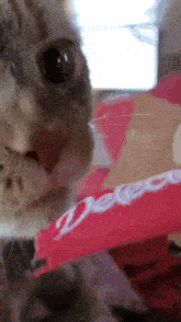 a close up of a cat licking a pink item with the word deleon written on it