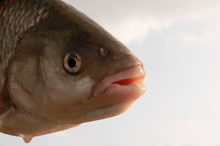 a close up of a fish 's face with a white background