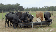 Eating The Cowboy Way GIF - Eating The Cowboy Way Cows GIFs