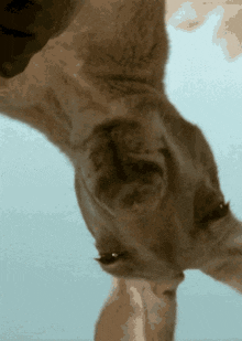 australia kangoroo flipped down under