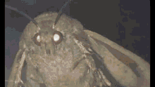 sspwxr moth
