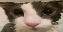 a close up of a black and white cat 's face .