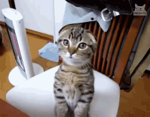 I Can Has Gimme GIF - I Can Has Gimme I Want GIFs