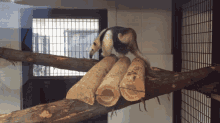 a small animal is standing on a tree branch with a fence in the background