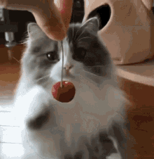 cat cherry fruit cute paws