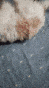 a close up of a dog 's paw on a blue blanket