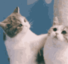 GIF