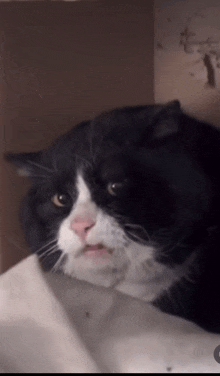 Disgusted Cat GIF - Disgusted Cat GIFs