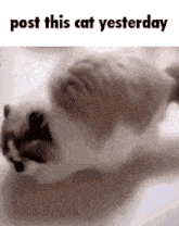 a cat is laying on its back with the words post this cat yesterday