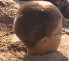 Boy Head Sand GIF