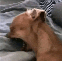 a close up of a dog yawning on a bed .