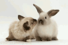 Bunny And Cat Yeonbin Real GIF - Bunny And Cat Yeonbin Real Hourlyeonbin GIFs