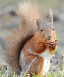 Cute Squirrel GIF - Cute Squirrel Eating GIFs