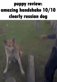 Puppy Review Dog Review GIF