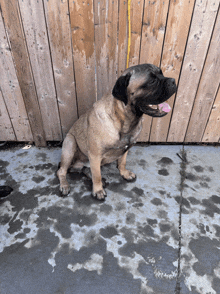 a brown dog with its tongue out is sitting in front of a wood fence