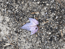 Purple Leaf GIF - Purple Leaf GIFs