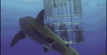 Kentut GIF - Hiu Kentut Shark GIFs