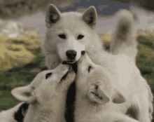 Puppy Love GIF - Puppy Kisses Wolf GIFs