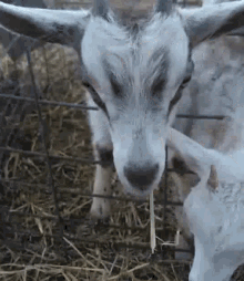 Howdy Partner Goat GIF - Howdy Partner Goat Eating GIFs
