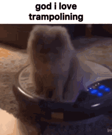Trampoline God I Love Trampolining GIF - Trampoline God I Love Trampolining Cat GIFs