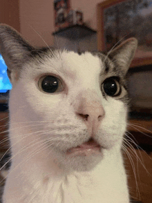 Cat Stare Huh GIF - Cat Stare Huh GIFs