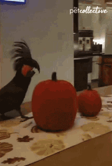 Parrot Clear GIF - Parrot Clear Table GIFs