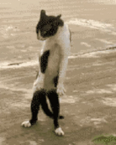 Crazy Cat Dancing Dance Moves GIF