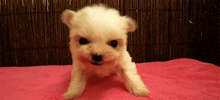 a white puppy is standing on a pink blanket