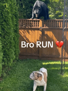 a bear standing on top of a wooden fence next to a dog with the words bro run above it