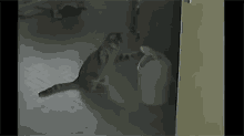 Everybody Was Kung Fu Fighting! GIF - Cat Trashcan Punch GIFs