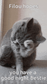 Filou Cat GIF - Filou Cat Good Night GIFs