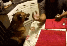 Dog Armwrestling GIF - Dog Armwrestling Angry Dog GIFs
