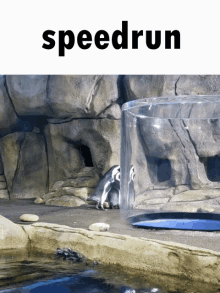 Speedrun Speed Fuck GIF - Speedrun Speed Fuck Penguin GIFs
