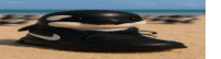 a toy whale is sitting on top of a nike shoe on the beach .