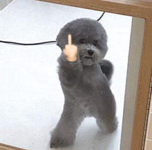 a small gray dog is giving the middle finger to the camera .