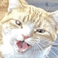 Cat Help GIF - Cat Help Scream - Discover & Share GIFs