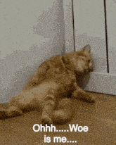 Cat Funny GIF - Cat Funny Bored GIFs