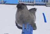Seal Happy Seal GIF - Seal Happy Seal Excited Seal GIFs