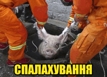 свинья свинка GIF - свинья свинка Pig GIFs