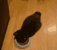 Cat Eating GIF - Cat Eating Hungry GIFs