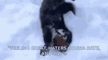 Red Panda Haters GIF - Red Panda Haters GIFs