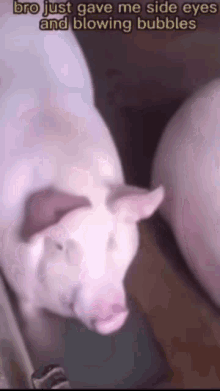Pig Blowing Bubbles Meme GIF - Pig Blowing Bubbles Meme GIFs