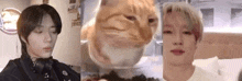 Theogyu Side Eye Cat Jiungnature GIF