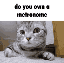 Metronome Cat GIF - Metronome Cat Question GIFs