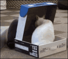 Cat Box GIF - Cat Box Trap GIFs